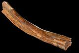 Hadrosaur (Edmontosaurus) Rib Section - South Dakota #113629-2
